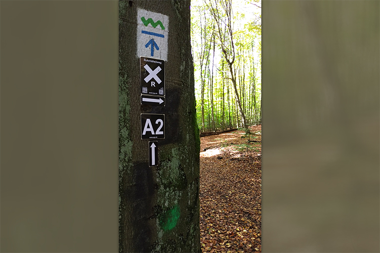 Foto eines Baumes im Wald, an dem mehrere Wanderwegmarkierungen angebracht sind.